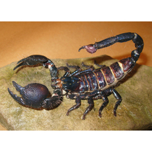 Mounting spiders, scorpions, and other "Creepy Crawlers"