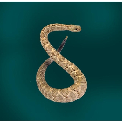 Mounting a snake on a commercial form