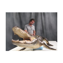 Mounting a Alligator on a carved body 