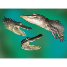 Complete Mounting of Alligator Heads and Half Mount