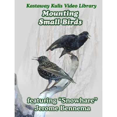 Mounting small birds with Snowhare