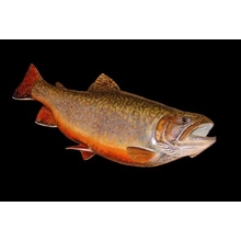 Brook Trout Painting Reproduction with Rick Krane