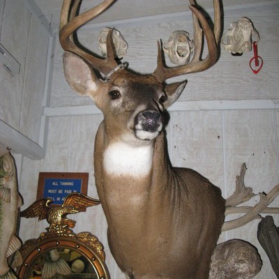 Deer base 3