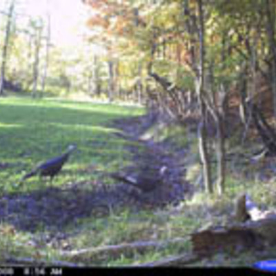 Turkeys