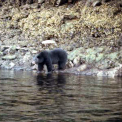 Black Bear