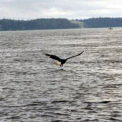 Eagle