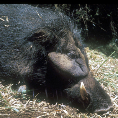 Forest Hog 