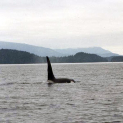 Killer Whale 2