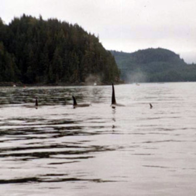 Killer whale pod