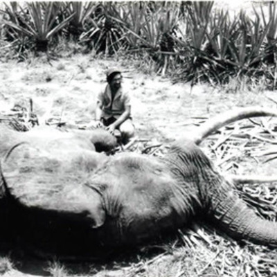 Elephant