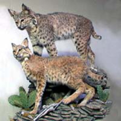 Bobcats
