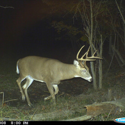 Buck 8