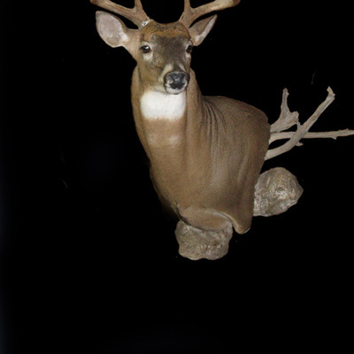 Deer head