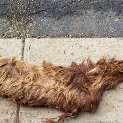 Goat skin, life size
