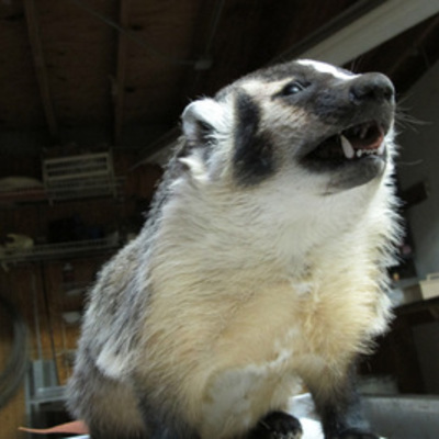 Badger 