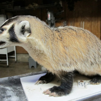 Badger 