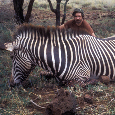 Zebra