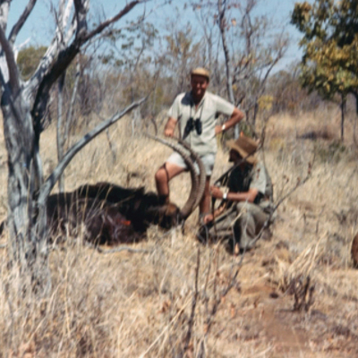 Sable Antelope
