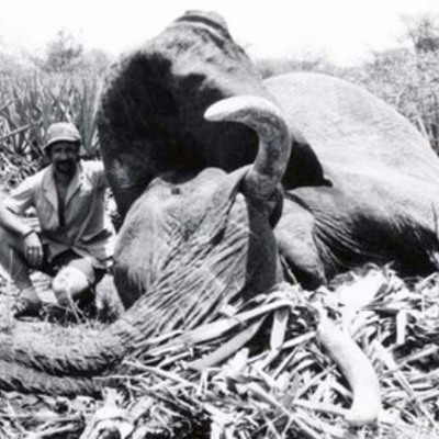 Elephant bow kill