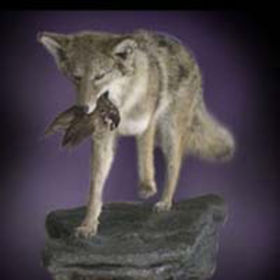 Ohio Coyote