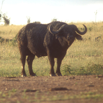 Cape Buffalo 3