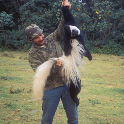 Colobus monkey 