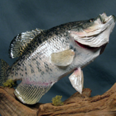 Crappie