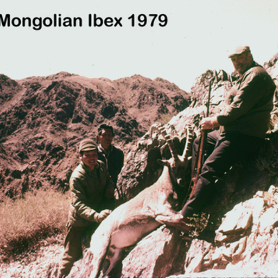 ibex