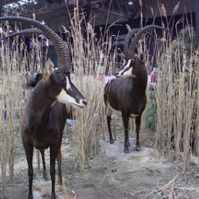 Sable mounts