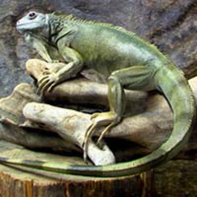 Iguana