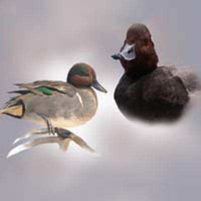 Green Wing Teal and Redhead