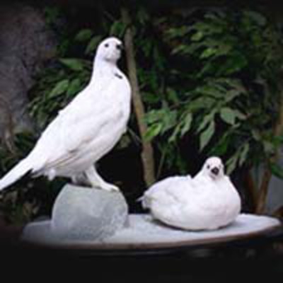 Ptarmigan pair