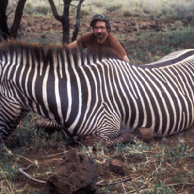 Grevy's Zebra
