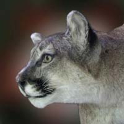 Cougar