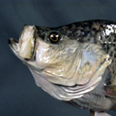 Crappie Head