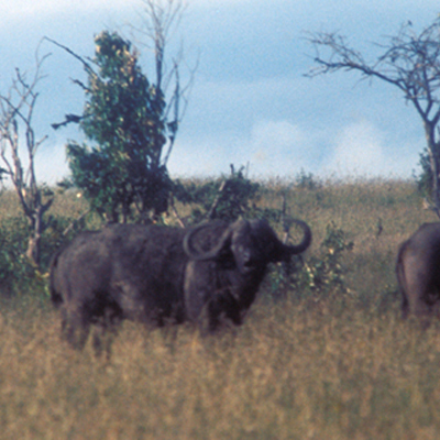 Cape Buffalo 1