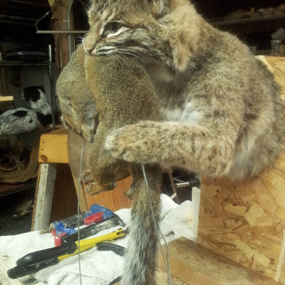 Bobcat 