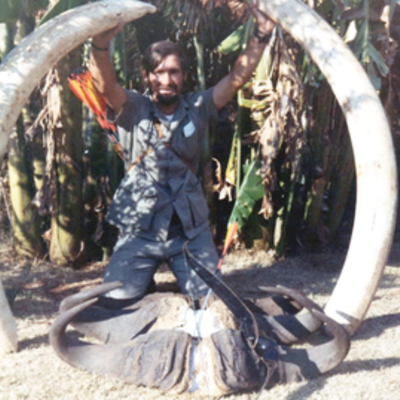 Elephant with bow105# each tusk