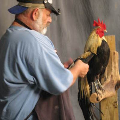 Rooster 3