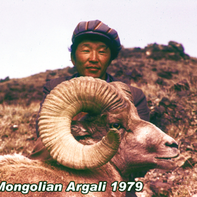 Argali