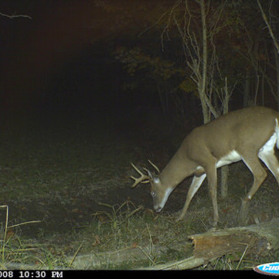 Buck 2
