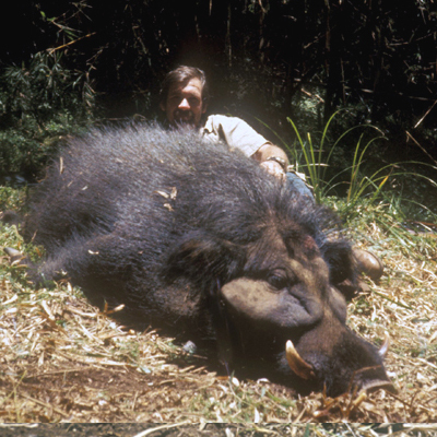 Forest Hog