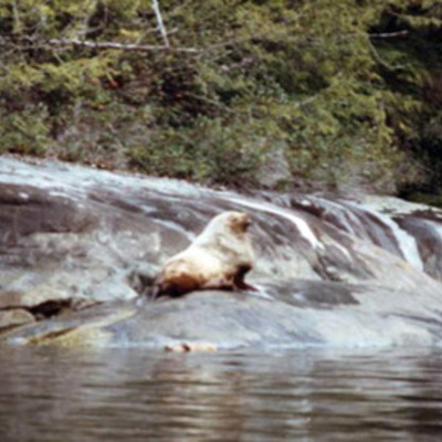 Sea Lion 2