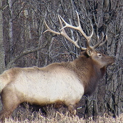Ohio Elk 