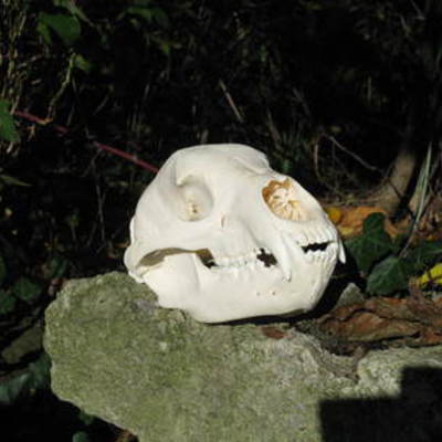 Bear skull 3