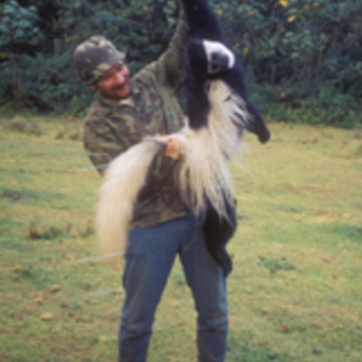 Colobus monkey