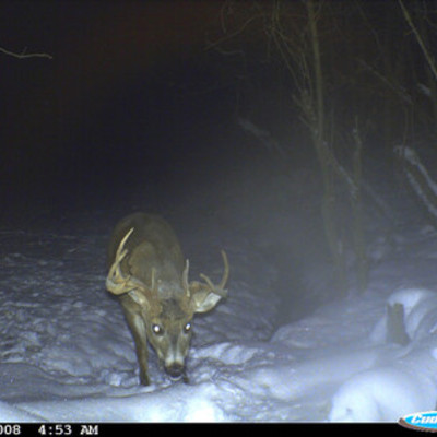 Buck 5