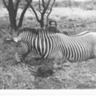 Grevy's Zebra