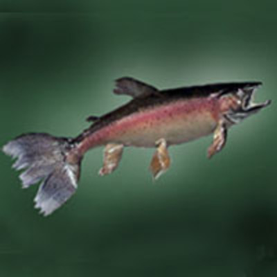 Fantail Rainbow Trout