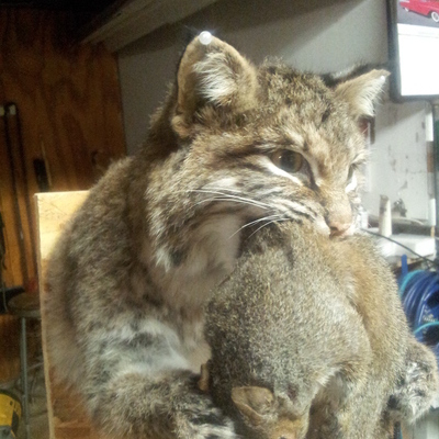 Bobcat 